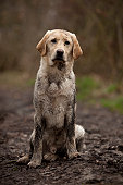 Golden Labrador retriever covered in mud